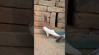 Beautiful red pigeonkabootar  pigeonekabootarbazilovers ytshortsvideokabutar [upl. by Narf]