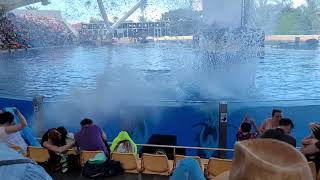 Watch out Orca splash at Loro park Loro Parque Tenerife [upl. by Gladi8]