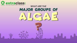 What are the major groups of algae  Biology  Extraclasscom [upl. by Enitnemelc]