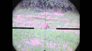 foxing with snipercam 3 [upl. by Ydollem]