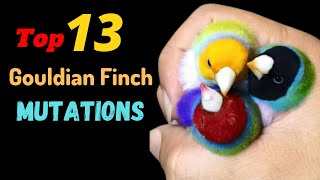 13 Top Gouldian Finch Mutations  13 Varieties of Gouldian Finches13 Types of Gouldian Finches [upl. by Ettevets420]