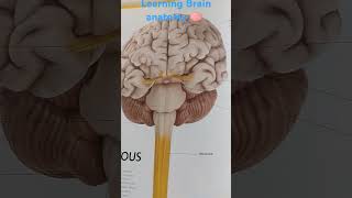 This is what learning brain 🧠 anatomy is like [upl. by Allare]