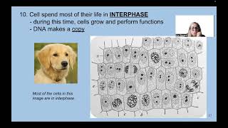 unit 6A cell division [upl. by Chandless]