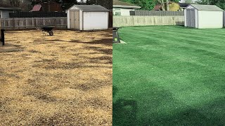 SHOCKING Lawn Transformation [upl. by Merc]