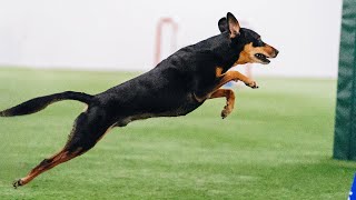 Adorable Rescue Dog Steals Hearts at Westminster Dog Show [upl. by Vincelette48]