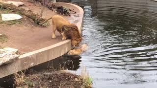 Smart Lion falls into water FUNNY Löwe fällt ins Wasser [upl. by Edia]