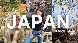 JAPAN TRAVEL VLOG 🌷 everything i bought ate amp visited in kyoto [upl. by Alekahs887]