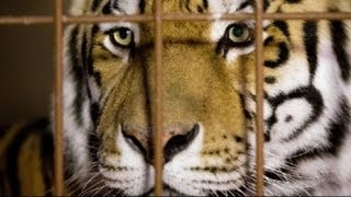 Siberian tiger kills zookeeper in Germany as visitors watch [upl. by Publea]