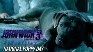 John Wick Chapter 3  Parabellum 2019 Movie “Happy National Puppy Day”  Keanu Reeves [upl. by Swainson787]