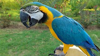 Macaw Natural Sounds and Calls [upl. by Assenyl]