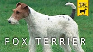 FOX TERRIER trailer documentario [upl. by Trebornhoj]