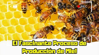 ¿Cómo Hacen Miel las Abejas ¡Descubre su Secreto [upl. by Misha425]