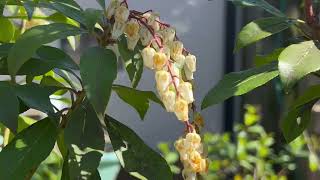 Pieris Japonica Plant Profile [upl. by Aciretehs439]