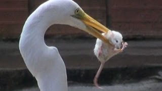 EGRET EATS MOUSE [upl. by Nilahs]