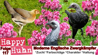 E117 Moderne Englische Zwergkämpfer im Rasseportrait  HAPPY HUHN  Kämpfer Kampfhühner MEZK Hühner [upl. by Auhs366]