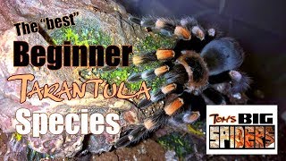 The Best Beginner Tarantula Species [upl. by Anyl]