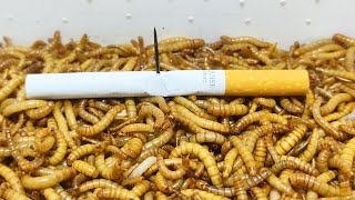 10 000 Mealworms vs CIGARETTE [upl. by Amathist]