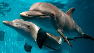 Pet Pals TV  September 6 2014  Dolphin Tale 2 [upl. by Nomed454]