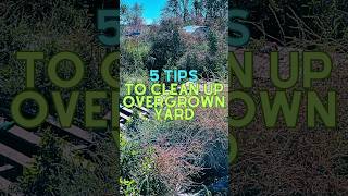 How To Clean Up Overgrown Yard 5 Professional Tips [upl. by Ahsemrak]