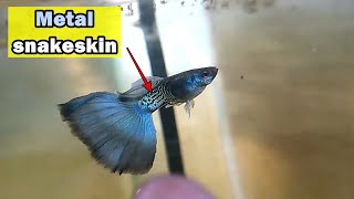 Metal snakeskin bluetail guppy update guppy guppybreeder guppyfish guppybreeding [upl. by Anniahs]