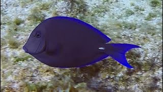 Cayman Brac  Squirrelfish to Adult Blue Tang [upl. by Ybhsa]