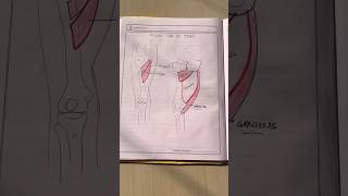 MEDIAL THIGH ADDUCTOR🦵 bpt physiotherapy explore physiotherapist anatomy mbbs muscles [upl. by Calesta242]