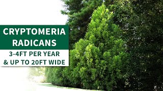 Cryptomeria Radicans  or Cryptomeria Japonica  Lush Foliage for Stunning Privacy [upl. by Veronika]