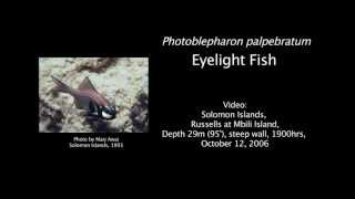 Flashlight fish Photoblepharon palpebratum [upl. by Dilks498]