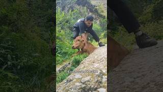 I found a cow getting stuck in a rock while eating grass animalrearing animalfarming ruminants [upl. by Brigit363]