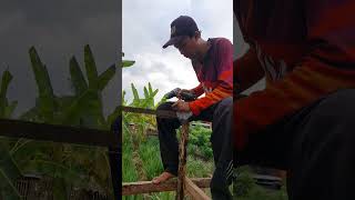 Bikin kandang kambing pake bor cordless bosch bolongarit sobatngarit ngaritrumput [upl. by Ivon]