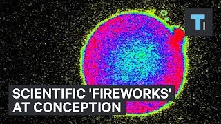 Scientific fireworks at conception [upl. by Naehs]