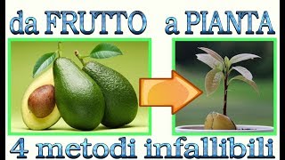 Avocado  4 metodi per farlo nascere a costo zero [upl. by Redmund]