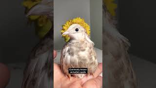 The best quail species to raise as pets  part 2 button quails [upl. by Airdnna]