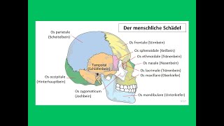 Der menschliche Schädel  Strahlentherapie Prof Hilke Vorwerk [upl. by Drageruaeb31]