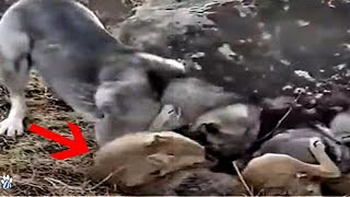 Kangal Obliterates A Wolf  Kangal vs wolf fight [upl. by Britta]