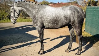 Nassfeld GELDING 2016 [upl. by Ecienal976]