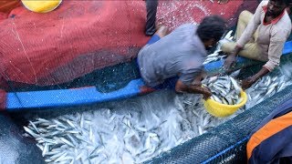 Boat Net Fishing  Boat Full Fish  SURUKKU VALAI [upl. by Rialcnis574]