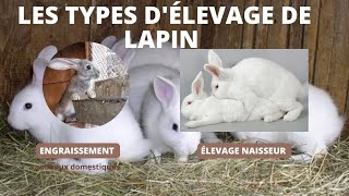 Les types délevage pour être rentable chez le lapins [upl. by Gambrill956]