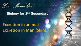 Excretion in Animal Excretion in Man Skin  Biology for 2nd secondary [upl. by Anaya]