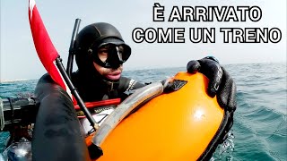 Pescasub E ARRIVATO COME UN TRENO  Spearfishing [upl. by Schrick144]