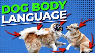 Learning to Understand Your Dogs Body Language With Doggy Dan [upl. by Puna]