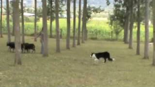 Border collie sheeps herding  Bebop 2009 [upl. by Mickelson197]