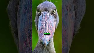 Mysterious Shoebill Bird 🦩👞🤫 [upl. by Aitropal]