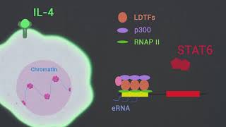 STAT6 mediates repression of inflammatory enhancers and limits activation of macrophages [upl. by Notlem580]