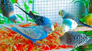 Parrot Pets At Home 🦜💕  Best Parrots To Keep 🔔✨ [upl. by Ueik]