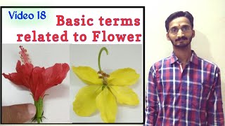 BASIC TERMS RELATED TO FLOWER  Basic terminologies  Morphology of Flowering Plants  Hin amp Eng [upl. by Tan]