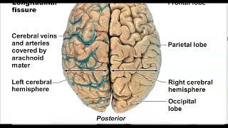 CNS Brain anatomy [upl. by Hameerak]