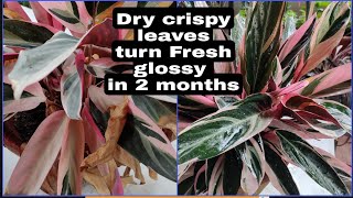 Stromanthe trioster dry crispy leaves turn fresh glossy in 2 months E5 [upl. by Nylatsyrk]