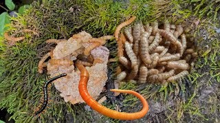 Detecting insect nests on rocks cleaning moss on rocks [upl. by Iffar]