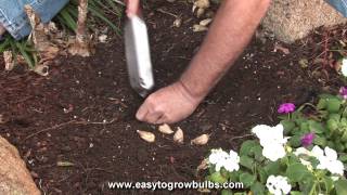 Freesia Flower Bulbs  Tips on How to Plant the Bulbs [upl. by Aihsas]